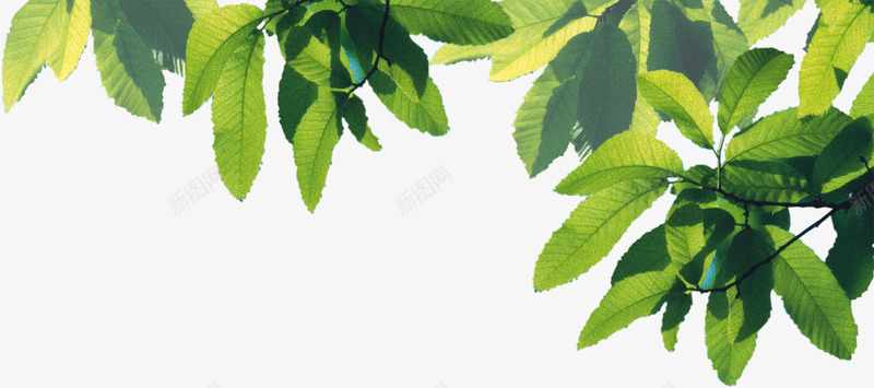 夏日手绘植物树叶效果png免抠素材_新图网 https://ixintu.com 夏日 效果 树叶 植物