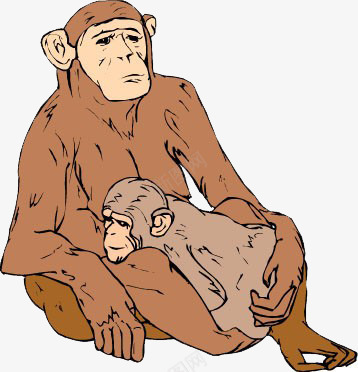 大猩猩怀里的猩猩宝png免抠素材_新图网 https://ixintu.com 动物 小猴子 手绘动物 猴宝宝 野兽