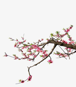花开并枝盛开的桃花高清图片