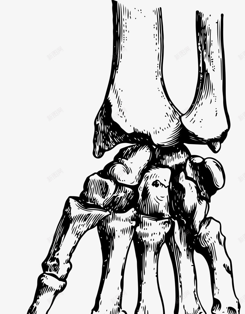 人骨简图图标png_新图网 https://ixintu.com 卡通 手 手指 手绘 简图 骨关节 骨头 黑色