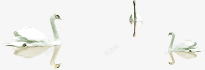 现代湖里的天鹅装饰png免抠素材_新图网 https://ixintu.com 天鹅 现代 装饰