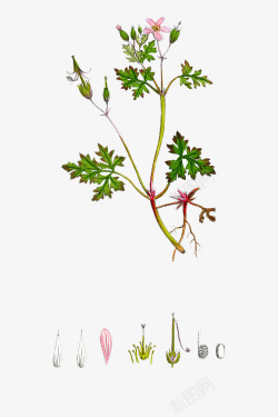 多年生肉质手绘天竺葵高清图片