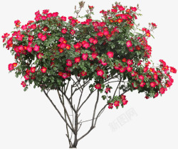红色花朵花枝树木植物素材