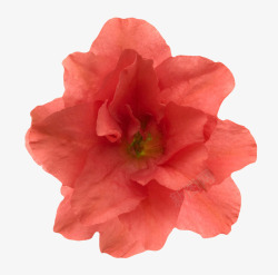 红色鲜艳的超薄的一朵大花实物素材