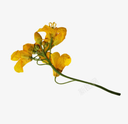 黄色花枝花朵素材
