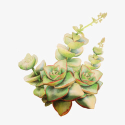 动画肉卡通手绘绿色的植物高清图片