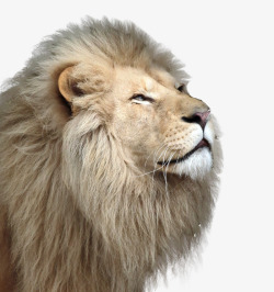 公狮子头像素材