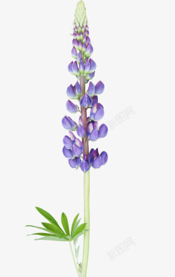 紫色花苞素材