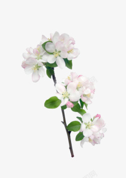 白色桃花素材花枝花草白色桃花高清图片