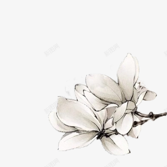 白色彩绘花朵花枝装饰png免抠素材_新图网 https://ixintu.com 彩绘 白色 花朵 花枝 装饰
