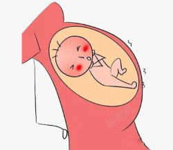 胎宝宝妈妈肚子里的胎儿高清图片