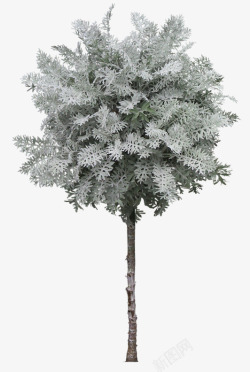 白色花朵花枝树木素材