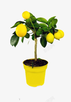 一棵长满柠檬的树素材