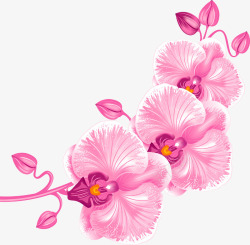 粉红色兰花素材