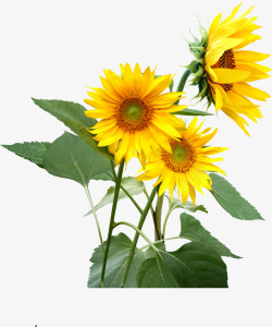 夏日黄色花朵植物素材