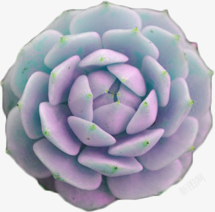 玉莲多肉植物png免抠素材_新图网 https://ixintu.com 多肉植物 玉莲