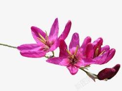 紫红色花朵花枝素材