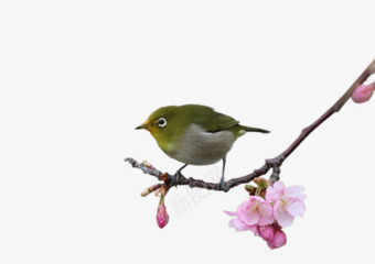 站在花枝上的鸟png免抠素材_新图网 https://ixintu.com 花枝