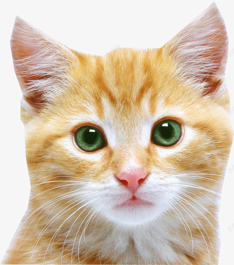 猫咪头像可爱实物png免抠素材_新图网 https://ixintu.com 可爱 头像 实物 猫咪