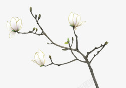 白花手绘白花白色花枝素材