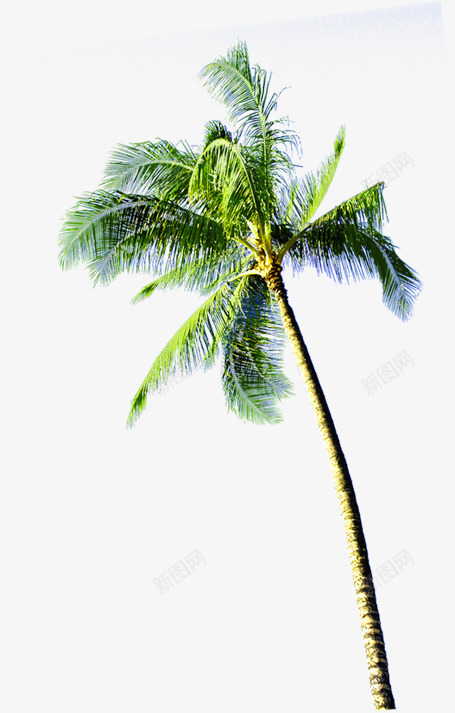 夏日旅行椰树植物png免抠素材_新图网 https://ixintu.com 夏日 旅行 植物 椰树