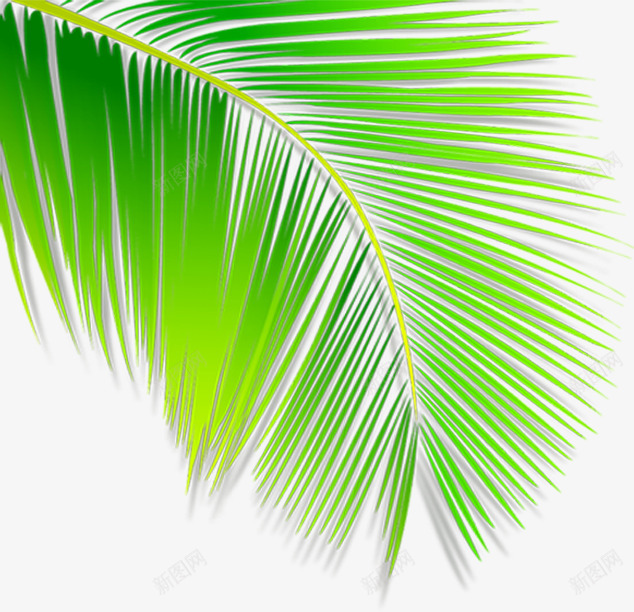 夏日沙滩海边手绘绿色棕叶png免抠素材_新图网 https://ixintu.com 夏日 沙滩 海边 绿色