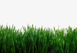 绿色长草丛沾水实拍素材