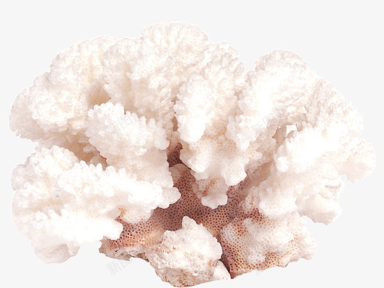 夏日海底珊瑚效果元素png免抠素材_新图网 https://ixintu.com 元素 夏日 效果 海底 珊瑚