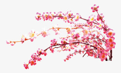 花开并枝盛开的桃花高清图片