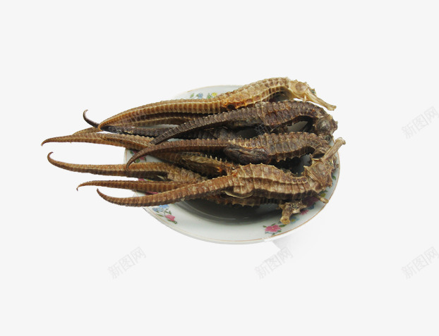 盘子中的海马片png免抠素材_新图网 https://ixintu.com PPT讲义生物课用海马照片 免扣海马图片 干海马图片 海底生物 装饰 装饰图片
