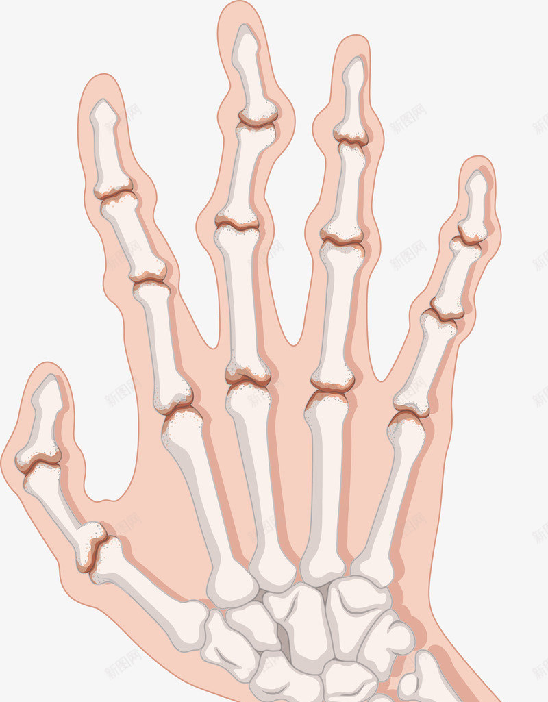 人体手掌骨骼png免抠素材_新图网 https://ixintu.com 人体骨骼 人类手掌 手指骨折 手掌 手掌骨骼 矢量png 重伤