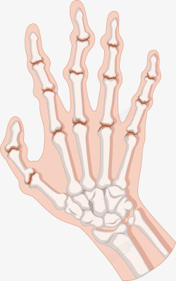 人类骨骼人体手掌骨骼高清图片