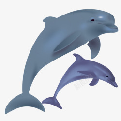 海豚宝宝素材