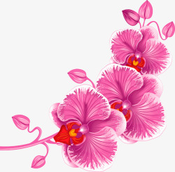 粉红色兰花素材