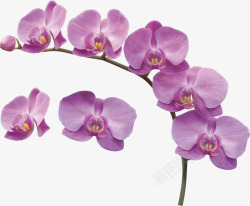 紫色马蹄莲素材