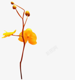 黄色花朵花枝花苞素材