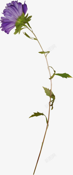 一枝紫色的花紫色花枝高清图片