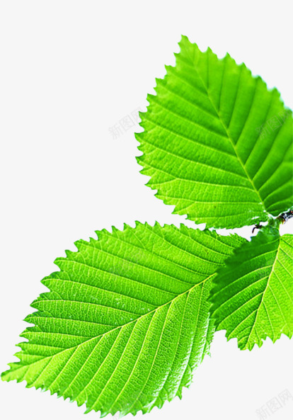 夏日海报绿色植物树叶清凉png免抠素材_新图网 https://ixintu.com 夏日 树叶 海报 清凉 绿色植物