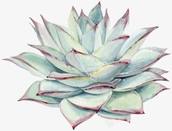 彩铅葡萄手绘卡通多肉植物高清图片