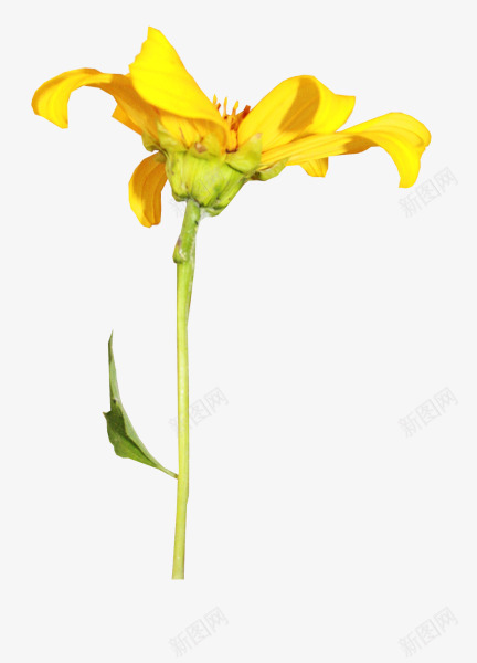 黄色花朵花枝png免抠素材_新图网 https://ixintu.com 图片 花朵 花枝 黄色