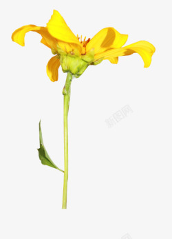 黄色花朵花枝素材