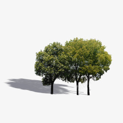 配景树实物桦树效果图高清图片