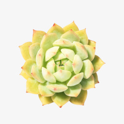 绿色多肉植物素材