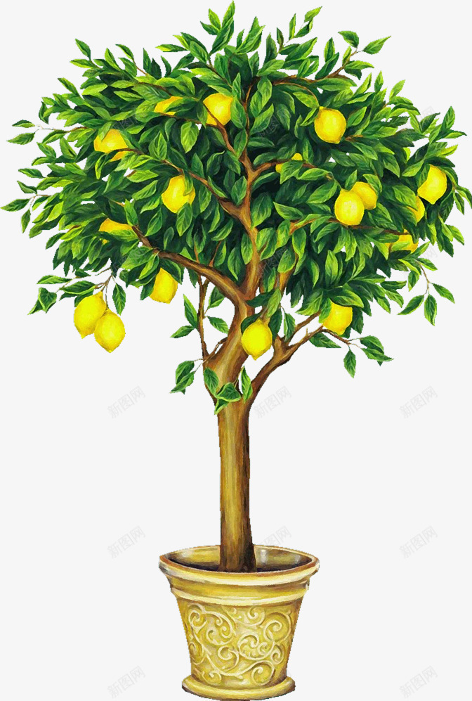 一棵柠檬树png免抠素材_新图网 https://ixintu.com 手绘 柠檬 树 黄色