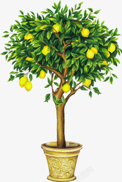 一棵柠檬树素材