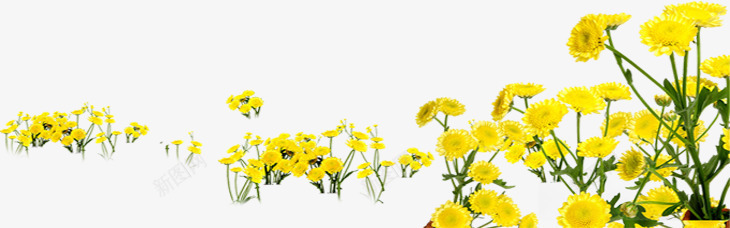 黄色夏日绿色植物花朵png免抠素材_新图网 https://ixintu.com 夏日 绿色植物 花朵 黄色