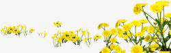 黄色夏日绿色植物花朵素材