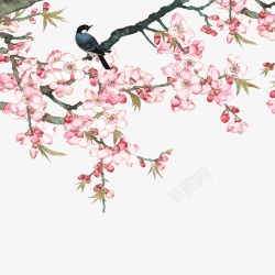 鸟在枝头素材