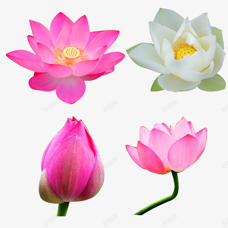 莲花png免抠素材_新图网 https://ixintu.com 荷花 莲花 雨荷