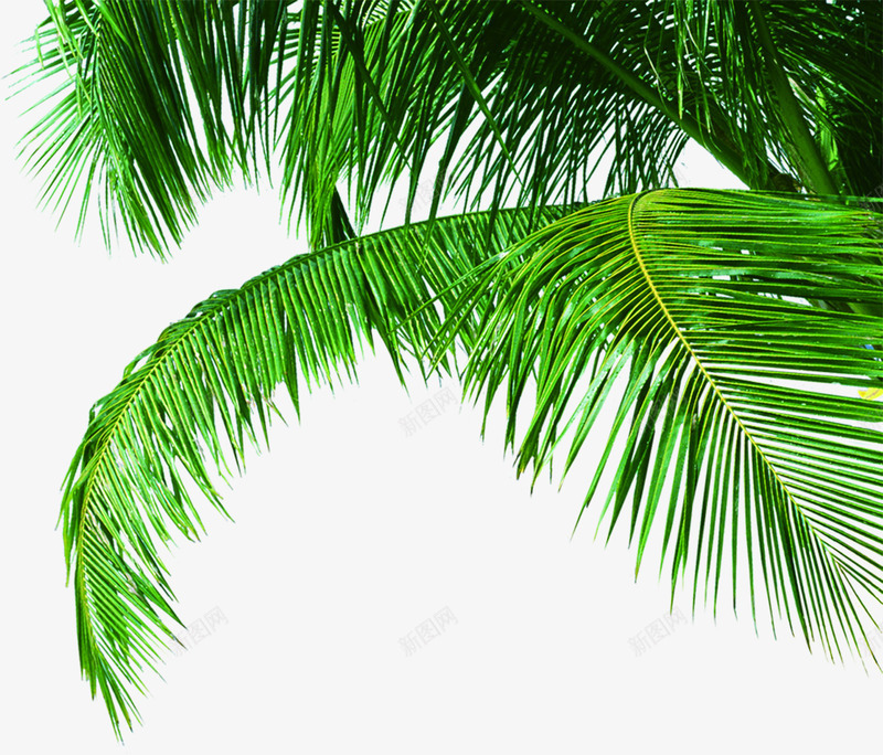 摄影绿色沙滩粽子树png免抠素材_新图网 https://ixintu.com 摄影 沙滩 粽子 绿色